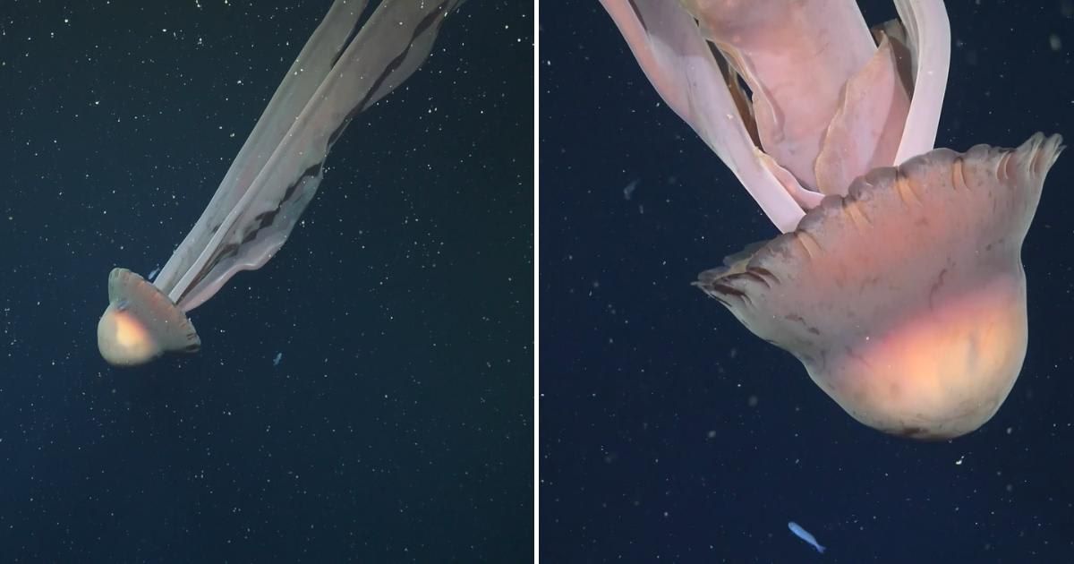 The giant phantom jellyfish was filmed by ROV pilots at 250 meters. (Cover Image Source: ROV SuBastian / Schmidt Ocean Institute)