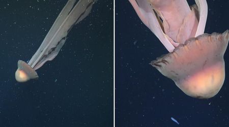 Rare School Bus-Sized Phantom Jellyfish Spotted Off Argentina’s Coast by Deep-Sea ROV