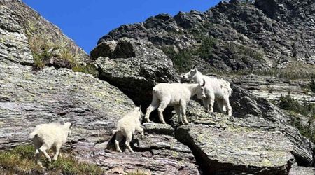 Mountain Goats in Glacier National Park Have Lost 45% Population. And Scientists Don't Know Why