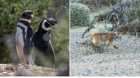 Thousands of Penguins Are Dying in Patagonia. And This Native Predator's Return is to Blame