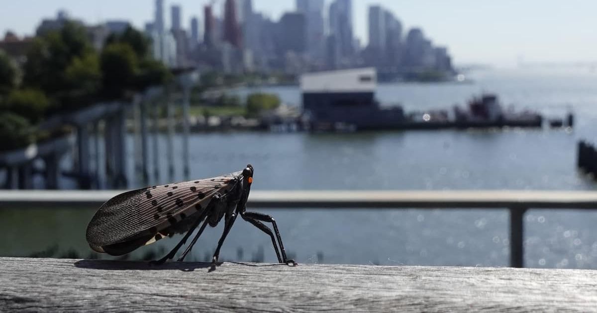 Spotted Lanternfly in New York City. (Cover Image Source: Getty Images | Gary Hershorn / Contributor)