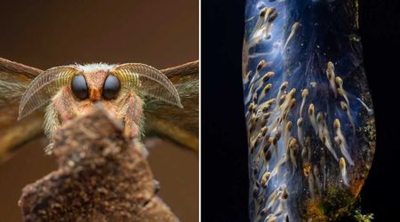 Zoom In on Nature's Hidden Details: 11 Winners of Close-up Photographer of the Year Awards