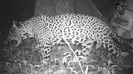 A U.S. Conservationist Was Lost in the Amazon for Days. Then, a Large Wild Cat Found Him