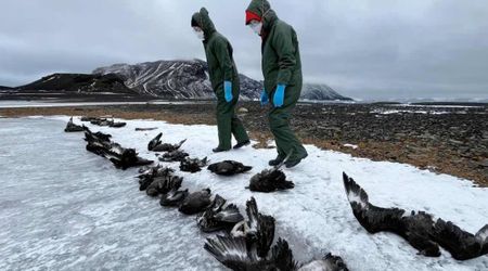 A Deadly Epidemic Has Reached Antarctica. Native birds Are Its First Victims