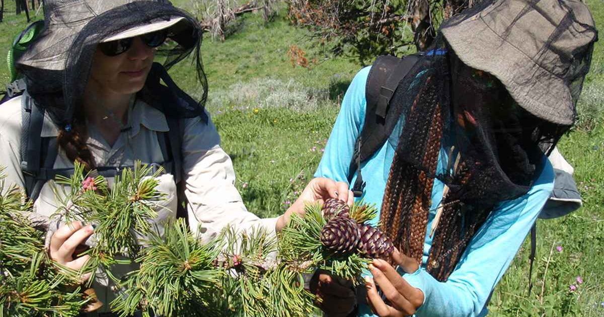 Field technicians examine mature cones of a whitebark pine tree (Cover Image Source: NPS Photo/Erin Shanahan)