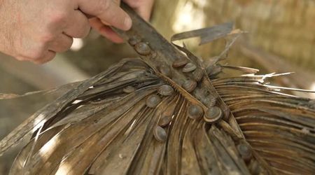 This Button-Sized Animal Was Once Written off as Extinct. Years Later, Conservation Changed Its Fate