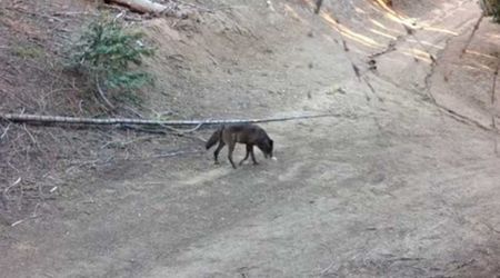 A Gray Wolf Makes ‘Historic’ Appearance in Los Angeles for the First Time in 100 Years