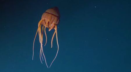 Strange ‘Bioluminescent’ Jellyfish That Can’t Survive Sunlight Was Just Caught on Tape in Norway
