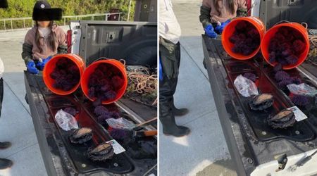 Officers in California State Park Catch Woman Trying to Smuggle a Rare Sea Creature in Her Pants