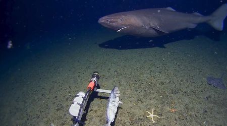 Scientists Dropped a Camera Into Antarctic Waters and Saw a Mysterious Deep-Sea Shark for First Time