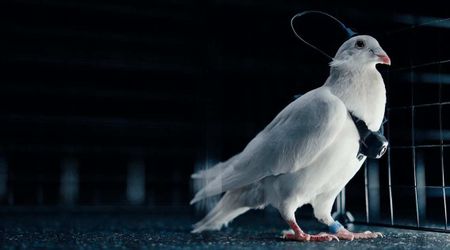 Russian Startup Tests Hacking Pigeon Brains to Develop First-Ever 'Bio-Drones'