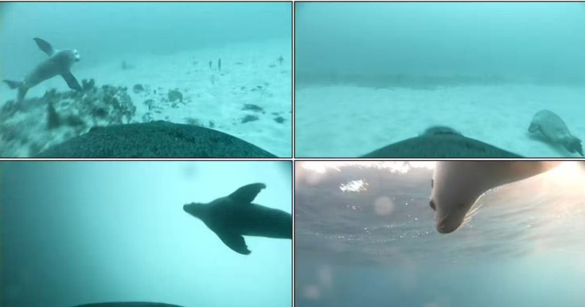 Images from camera attached to female Australian sea lion, showing pup (a) traveling across a sponge garden habitat, (b) swimming over bare sand, (c) ascending, (d) at the surface (Cover Image Source:  Angelakis et al.|Australian Journal of Zoology)