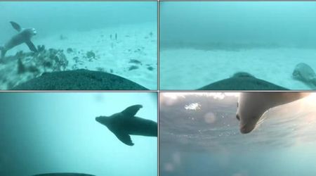 Scientists Capture Footage of Sea Lion Mom Teaching Her 11-Month Old Pup Important Survival Skills