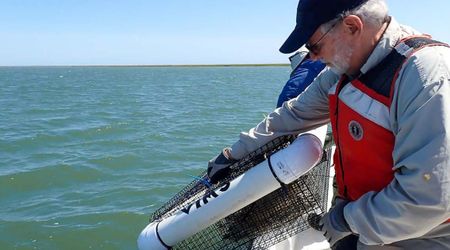 An Unassuming Bay Creature Is Quietly Protecting Young Blue Crabs From a Deadly Threat