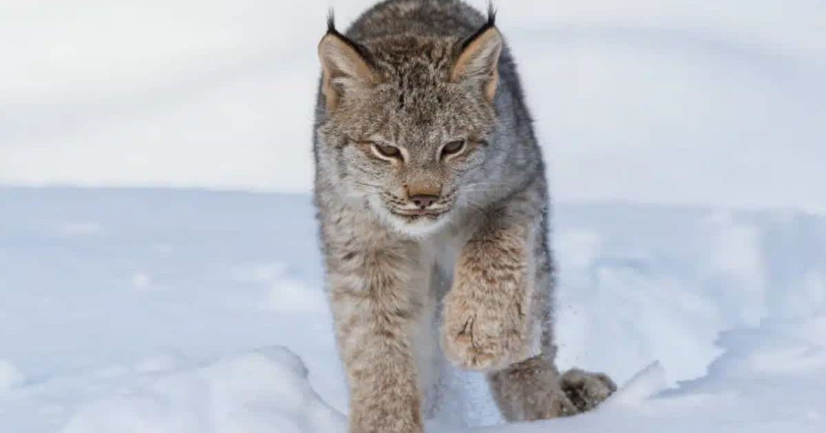 Trail cameras captured footage of two elusive bobcats bounding down a forest path in Voyageurs National Park (Cover Image Source: Instagram | @voyageursconservancy)