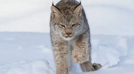 Trail Cameras Catch Rare Sight of Two Elusive Cats Not Seen in Decades in Minnesota National Park
