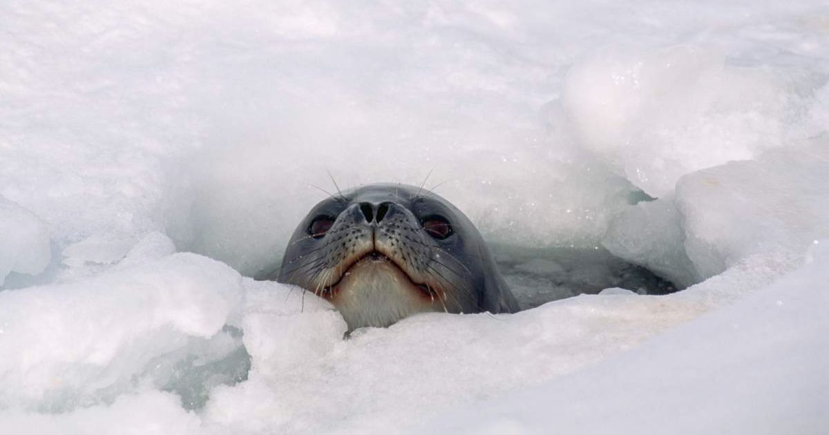 Weddell Seal Looks Out From Hole in Antarctic Ice (Cover Image Source: Getty Images/Photo by Mountain Light Photography / Contributor)