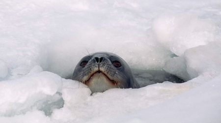 These Tiny Elusive Creatures Are Helping Scientists Gather Hidden Data in Antarctica