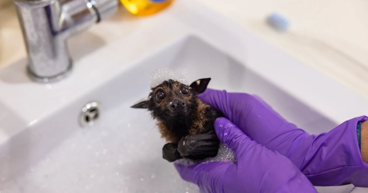 Flying Fox bat. (Cover Image Source: Harriet Spark)