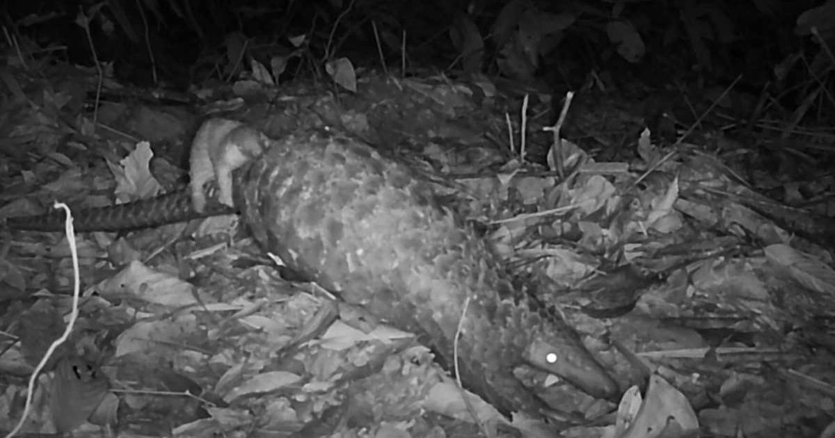 Cameras spotted a baby pangolin hitching a ride on their mother's tail. (Cover Image Source: Flora & Fauna)