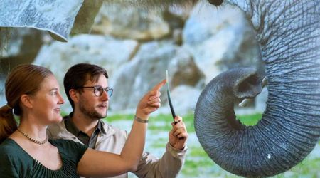 Elephants Have a Secret Sensory Ability. Scientists Say It Could Inspire Design of Future Robots