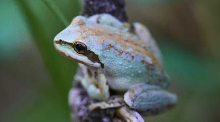 Climate Change Is Making Frogs More Attractive. Scientists Say It Could Also Affect Their Future