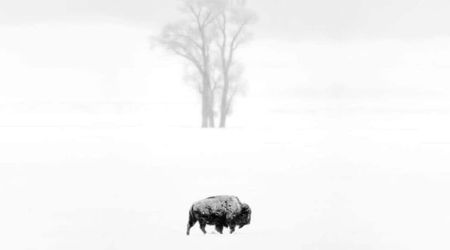 This Eerie Moment Captured at Snowbound Yellowstone Just Won the Independent Photographer Awards