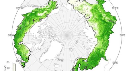 Alaska’s Forests Are Creeping Towards the North. And the Implications Are Paradoxical