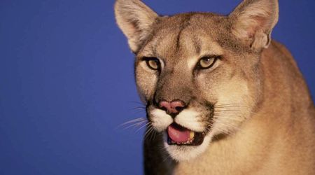 California’s Mountain Lions Gain ‘Threatened’ Status. But Residents Are Protesting the Move
