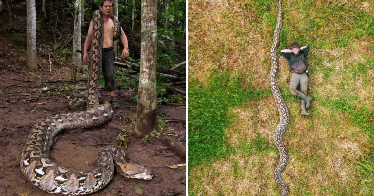 (L) Local conservationist Budi Purwanto with the python; (R) Drone photo of Radu Frentiu with the python (Cover Image Source: Instagram | @guinnessworldrecords)
