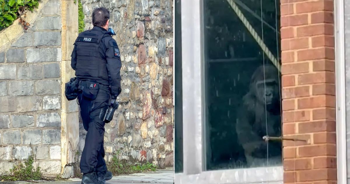 Zoo vans under a police escort (left), Gorilla  at the window (right) (Image Source: PAUL GILLIS / Reach Plc (left) / SNS)