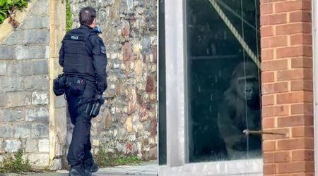 These Viral Gorillas Were Seen Banging Windows at an Abandoned Zoo. Now, They’re Getting a New Home