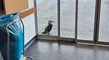 Wounded Seabird Shows up at Hospital Asking for Help. The Injury Points to Human Activity