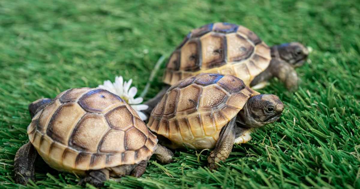 Close-up of three young Hermann's turtles on a synthetic grass with daisyflower. (Cover Image Source: Getty Images | Mathilde Receveur)