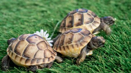 Female Tortoises in Macedonia Are Walking Off Cliffs Due to Constant Sexual Aggression from Males