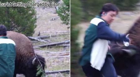 Close Call in Yellowstone Caught on Camera as Bison Charges at Tourist Breaking Park Rules