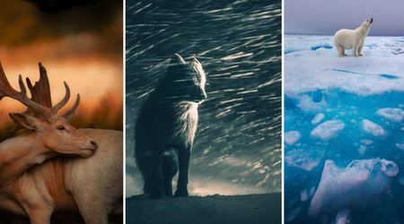15 Stunning Wildlife Finalists from Sony Photography Awards 2026 Capture Rare Moments in the Wild