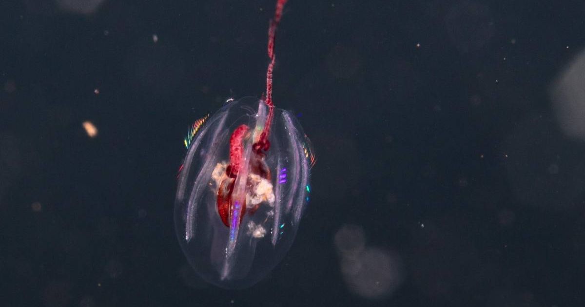 One of Colombia’s elusive comb jellyfish. (Cover Image Source: Facebook | National Geographic Pristine Seas/Enric Sala)
