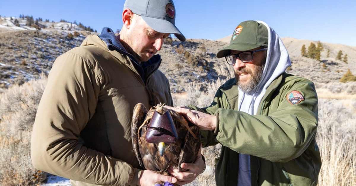 Golden eagle capture: fitting the eagle for a GPS backpack. (Cover Image Source: Flickr | Photo by Yellowstone National Park)