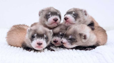 Endangered Ferrets Are Making a Comeback in the U.S. And It's Due to a Controversial Technology