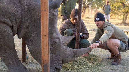 Florida Zoo Creates ‘Ridiculous’ Plan to Stop a Wild Rhino from Going Blind. Surprisingly, It Worked