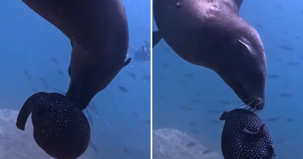 A sea lion attacks a pufferfish in an attempt to seek a fix of drug-like toxin (Cover Image Source: Instagram | @matthewunderwater and @oceansnation)