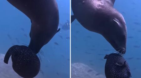 Diver Stumbles on Sea Lions Trying to Attack a Pufferfish. The Reason Behind It Is Unexpected