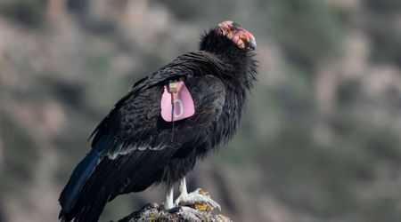 Endangered Condors Make Stunning Return to Zion National Park, Leaving Hikers Amazed