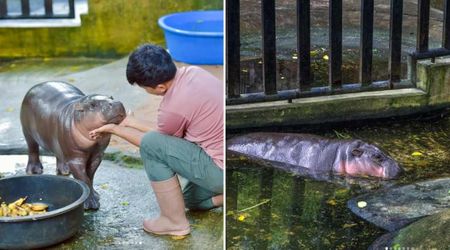Conservationist Claims Moo Deng Is Now Living in 'Sad' Conditions. Viral Hippo's Zoo Responds