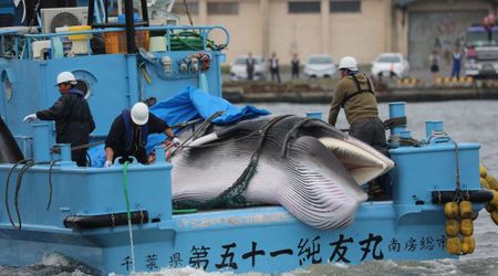 The World Banned Whaling 40 Years Ago. But These 3 Wealthy Countries Are Still Killing Whales