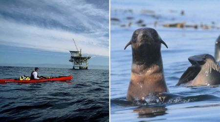Kayaker Was Stranded in Shark-Infested Waters in California National Park. Then, Tiny Rescuers Appeared