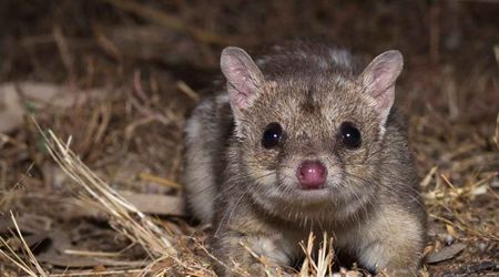 Scientists Finally Catch Sight of Rare Marsupial That Disappeared 80 Years Ago
