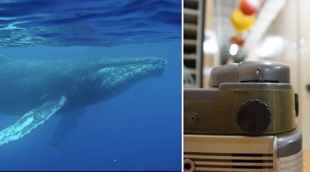 80 Years Ago, Scientists Recorded Haunting Underwater Sound in Bermuda. Now, They Know What Made It