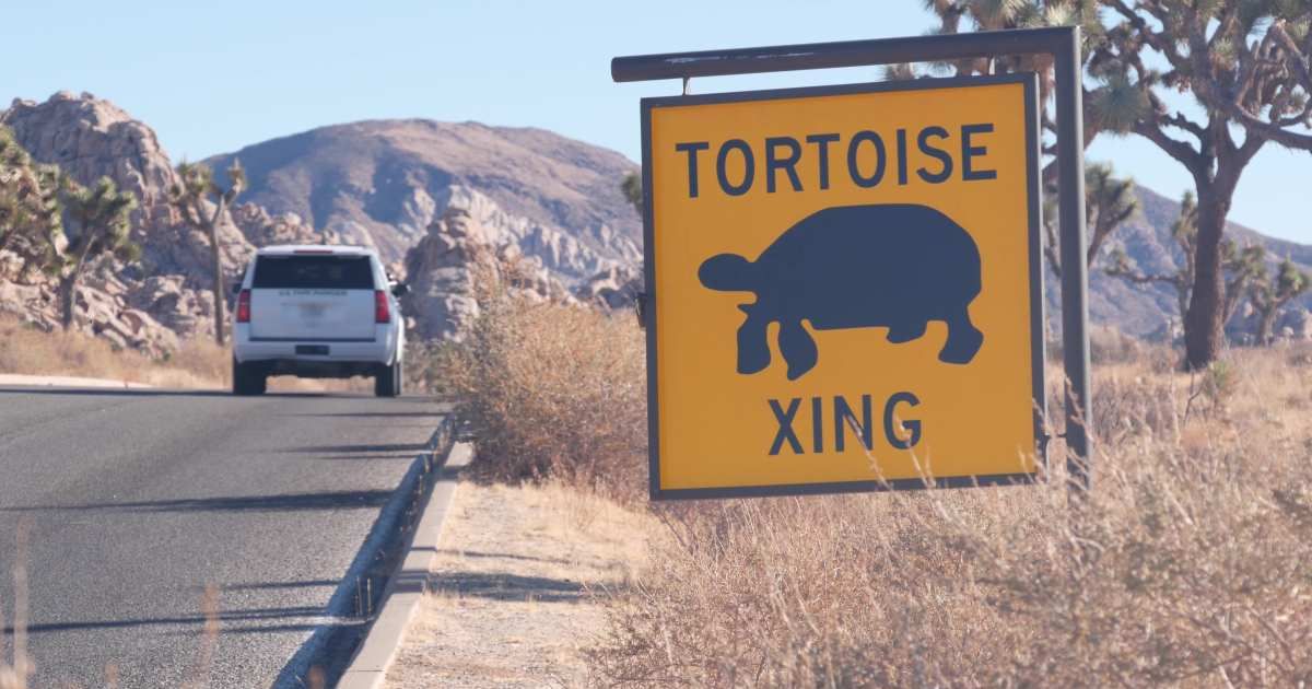 Tortoise crossing warning yellow road sign in California. (Cover Image Source: Getty Images | DogoraSun)